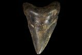 Bargain, Fossil Megalodon Tooth - Georgia #90068-1
